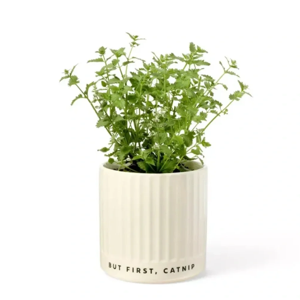 CUDDLE COLLAB NWT but first, catnip planter -cream